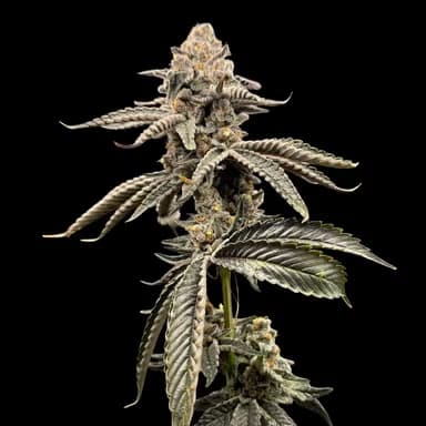 Red Opal > Conscious Genetics | Feminized Cannabis   |  Hybrid